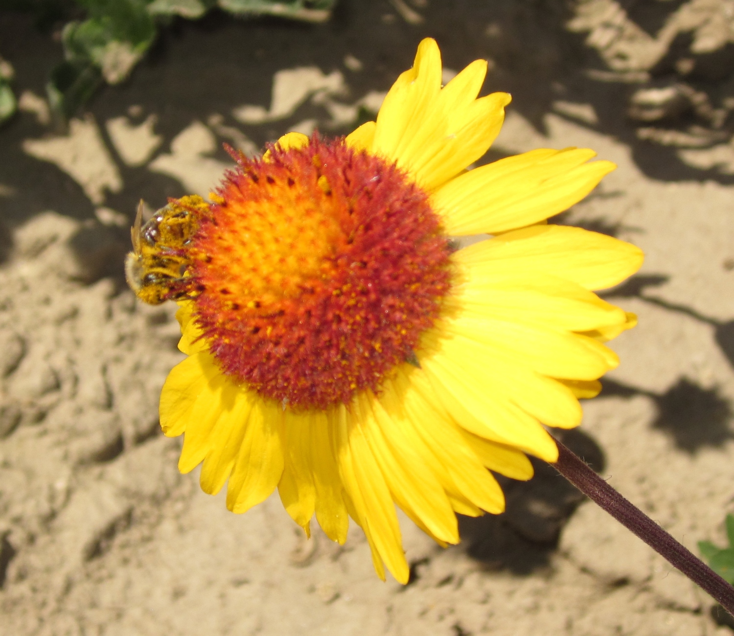 Blanket flower