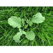 African Cabbage