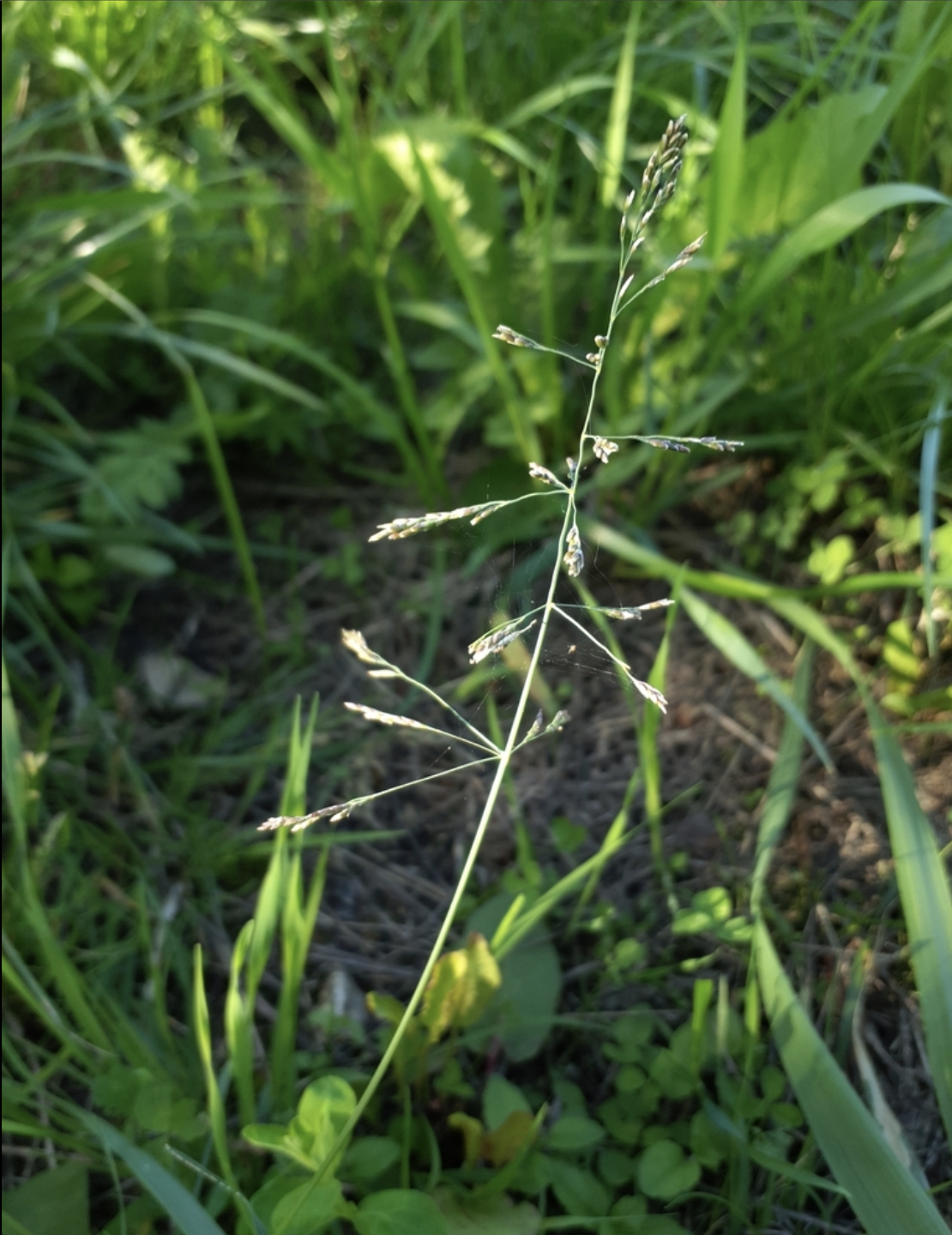 Alkaligrass
