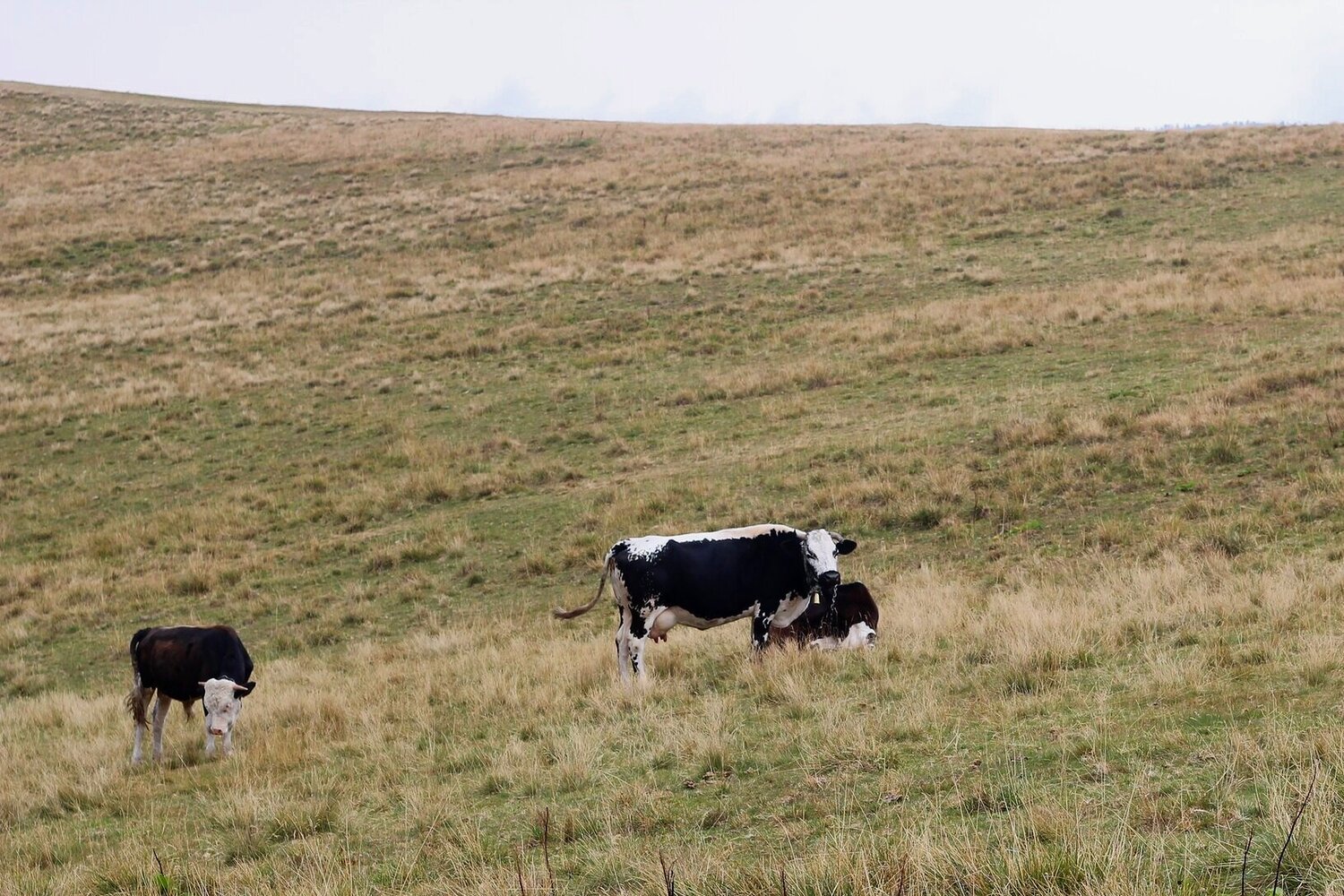 Western Dryland Forage Blend