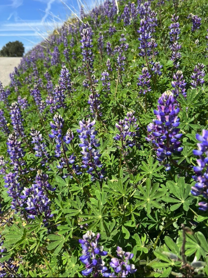 Arroyo lupine