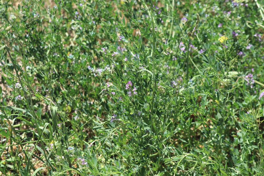 Barricade Alfalfa