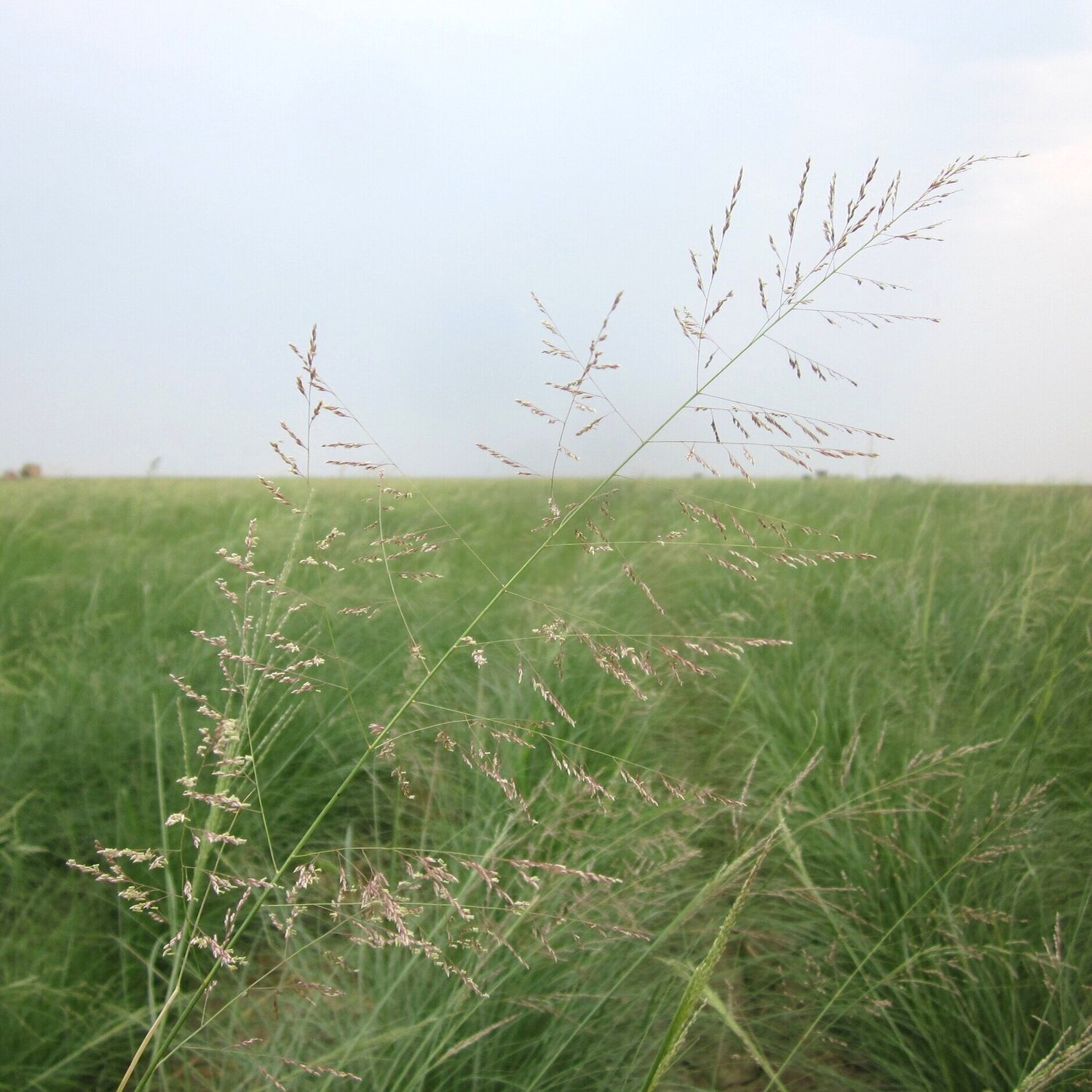 Alkali sacaton