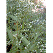 Smartweed