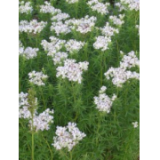 Mountain Mint, Slender