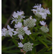 Mountain Mint, Virginia