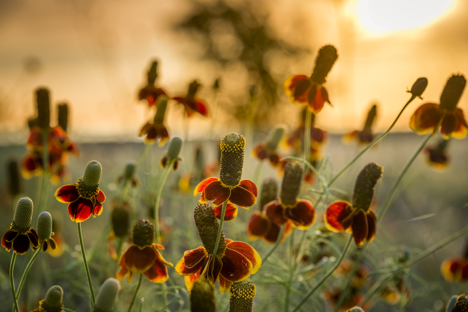 Mexican hat