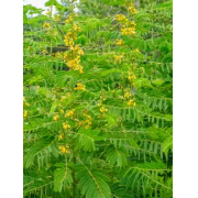 Maryland Senna