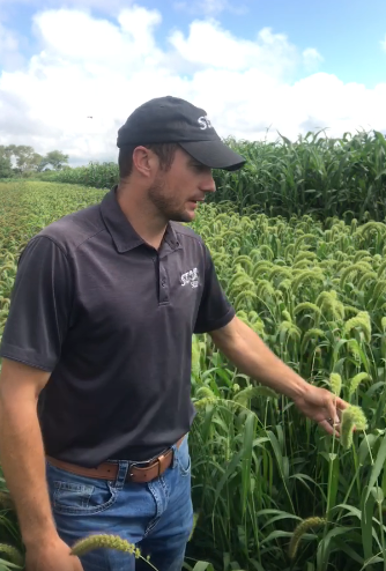 White Wonder Millet