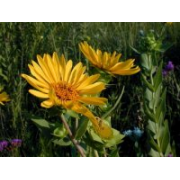 Entire Leaf Rosinweed