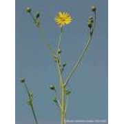 Prairie Dock