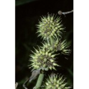 Giant Burreed