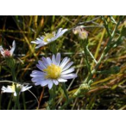 Smooth Blue Aster