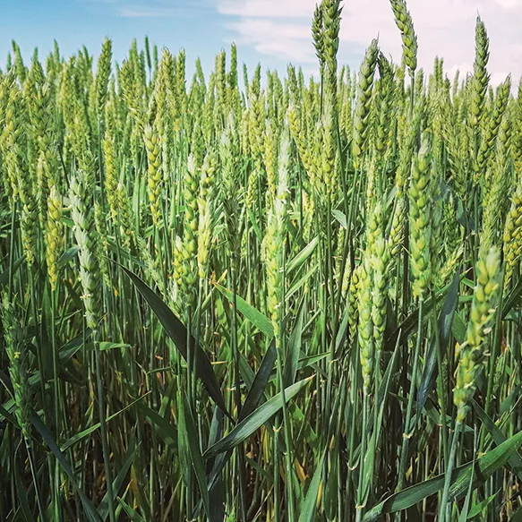 Winter Triticale