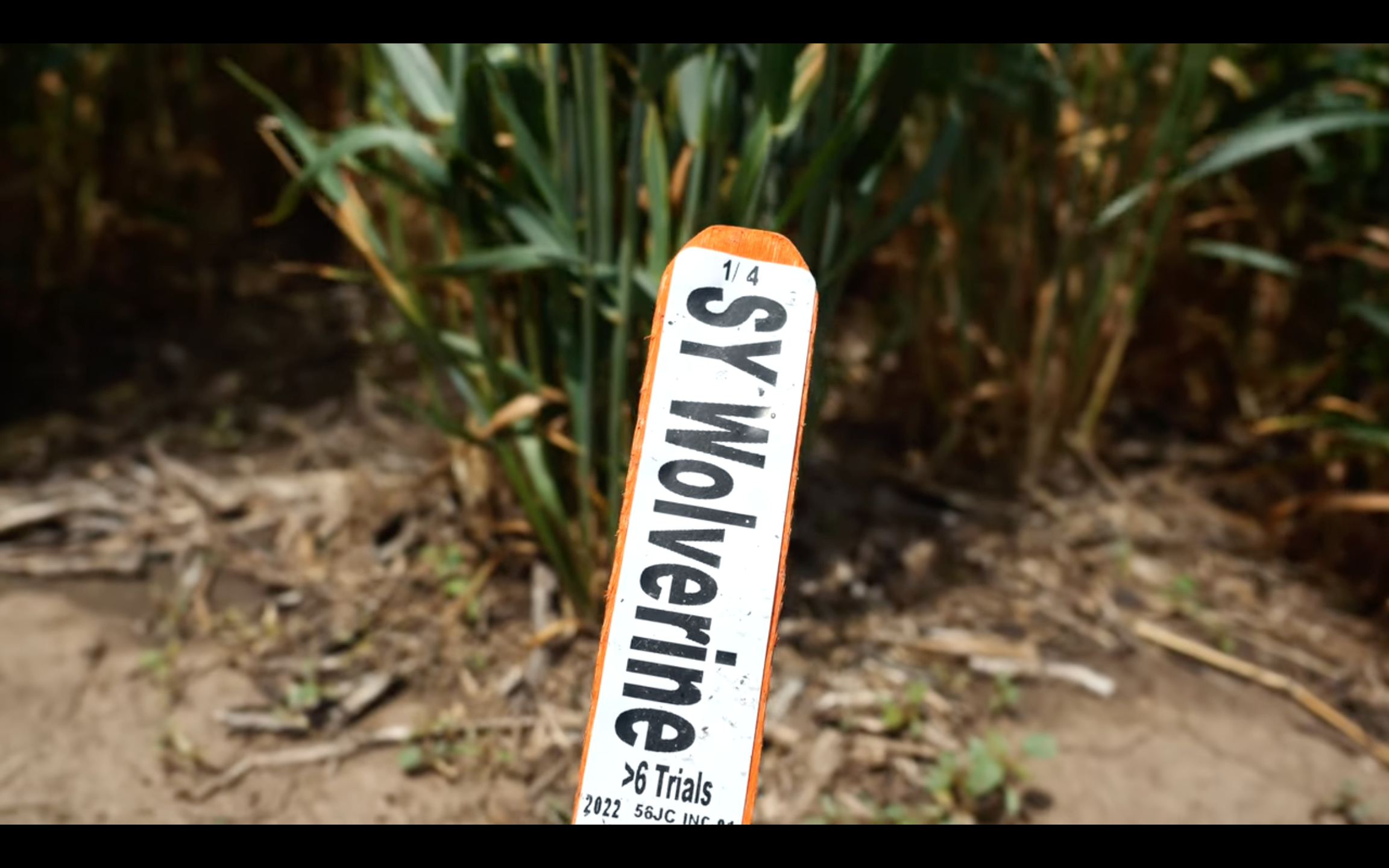 SY Wolverine Wheat