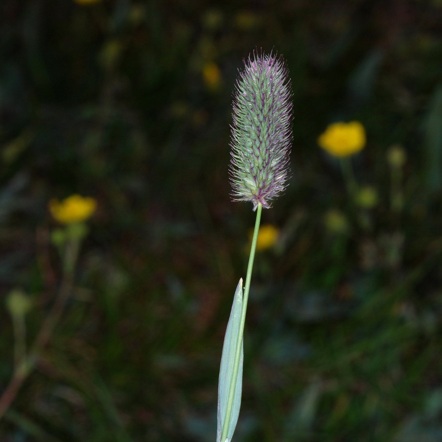 Alpine timothy