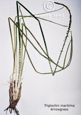 Arrowgrass