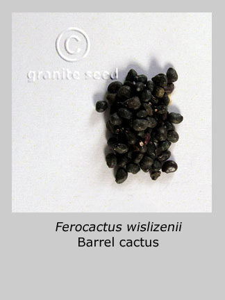 Barrel cactus