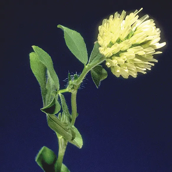 Berseem clover