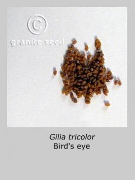 Bird's eyes