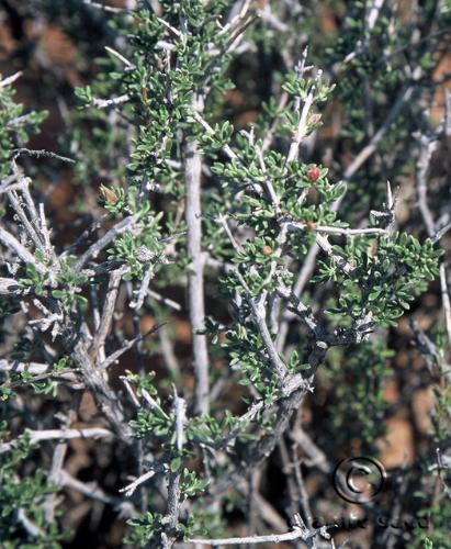 Blackbrush