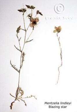 Blazing star