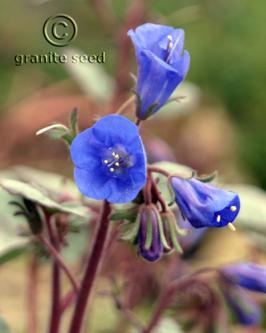 Bluebells