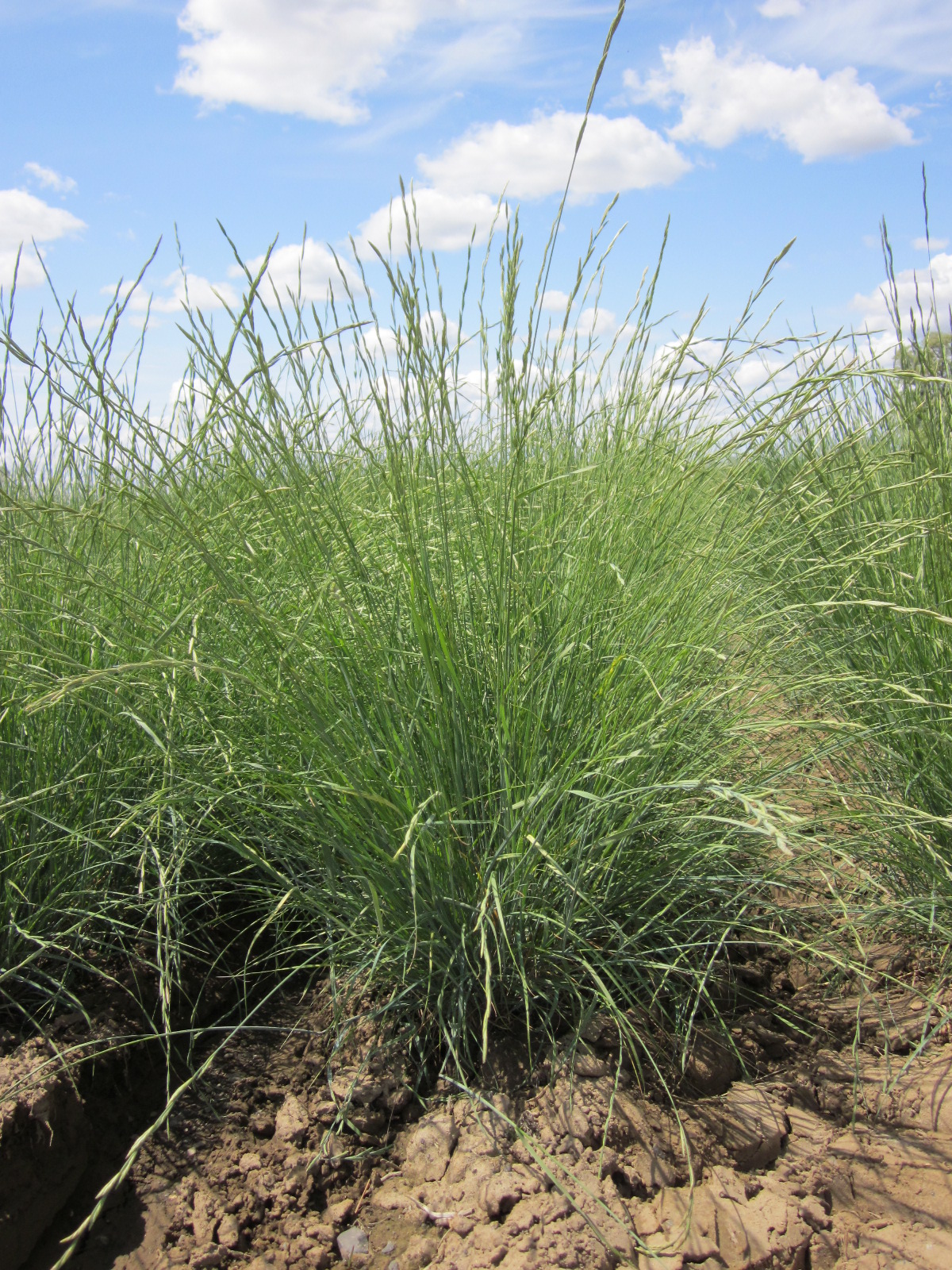 Bluebunch wheatgrass