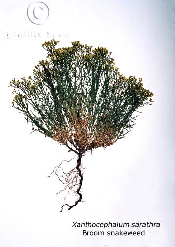 Broom snakeweed