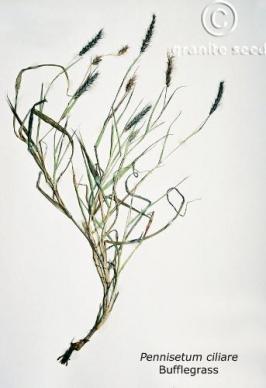 Buffelgrass