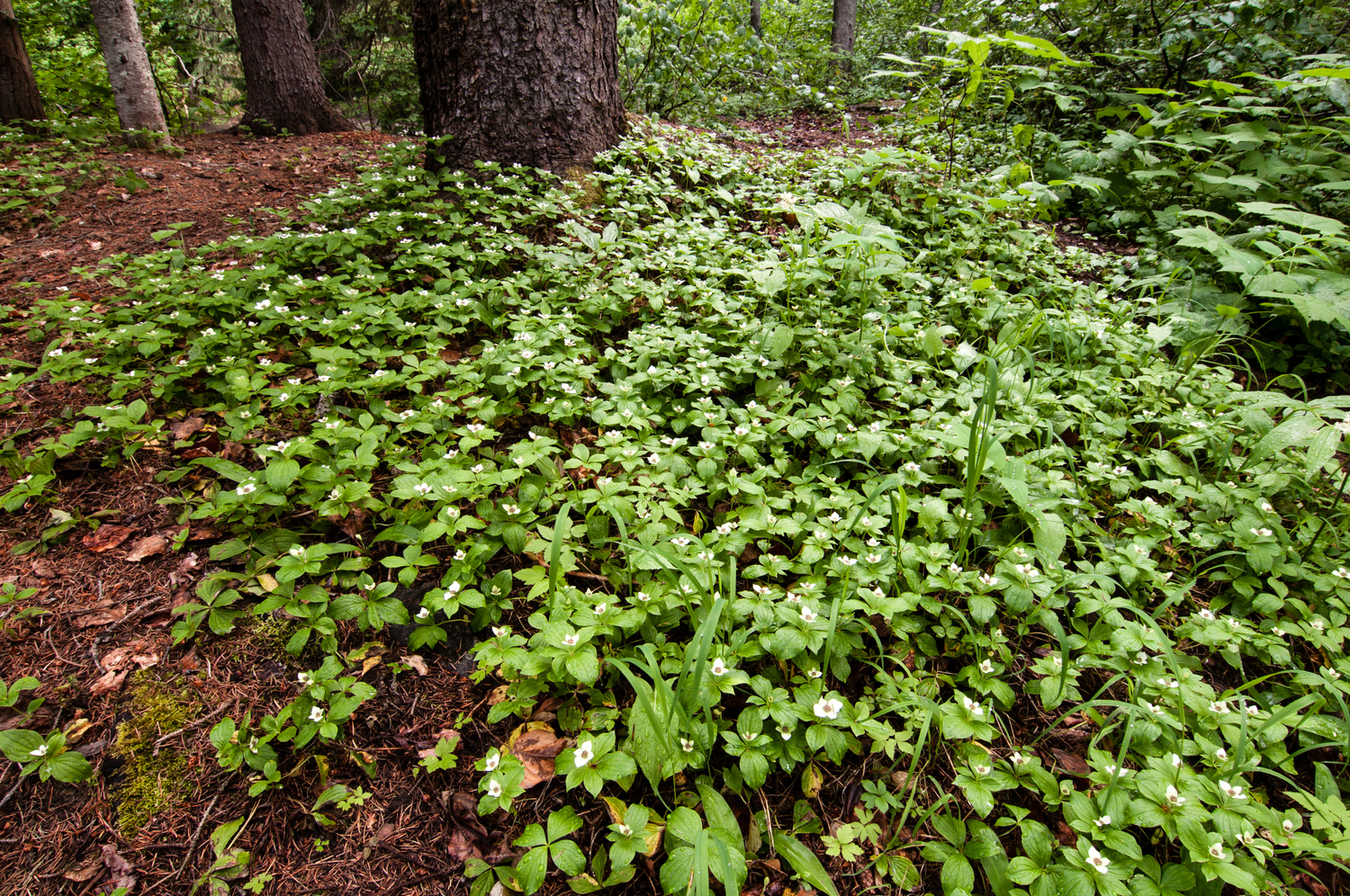 Bunchberry