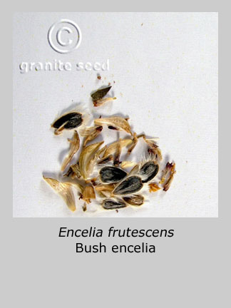 Bush encelia