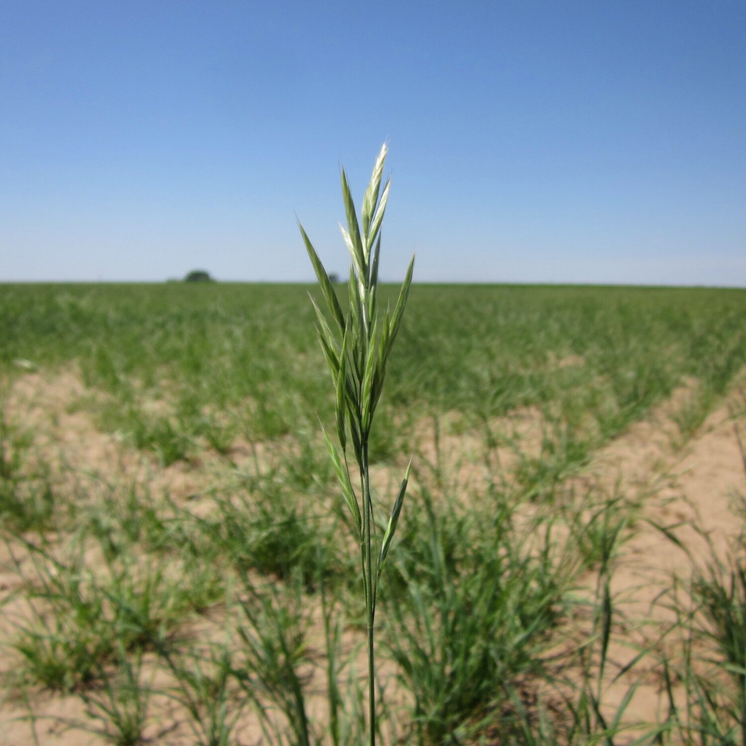 California brome