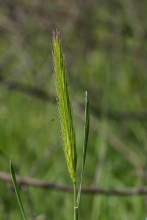 California Meadow Barley