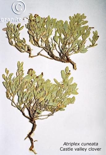 Castle valley saltbush