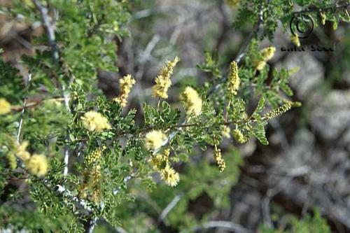 Catclaw acacia