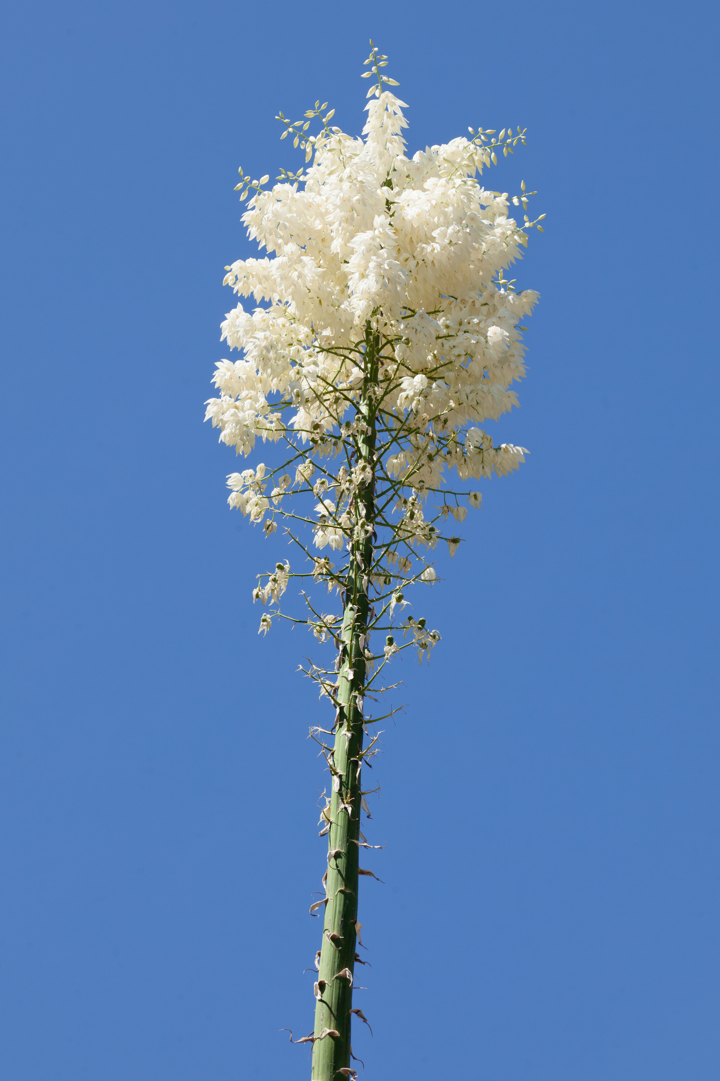 Chaparral Yucca