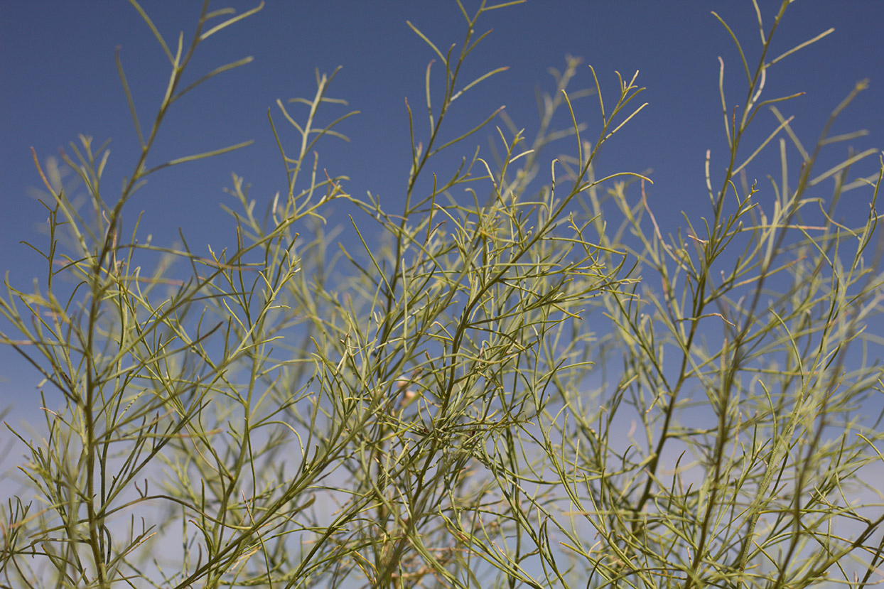 Cheesebush