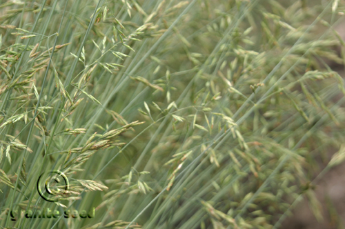 Chewings fescue
