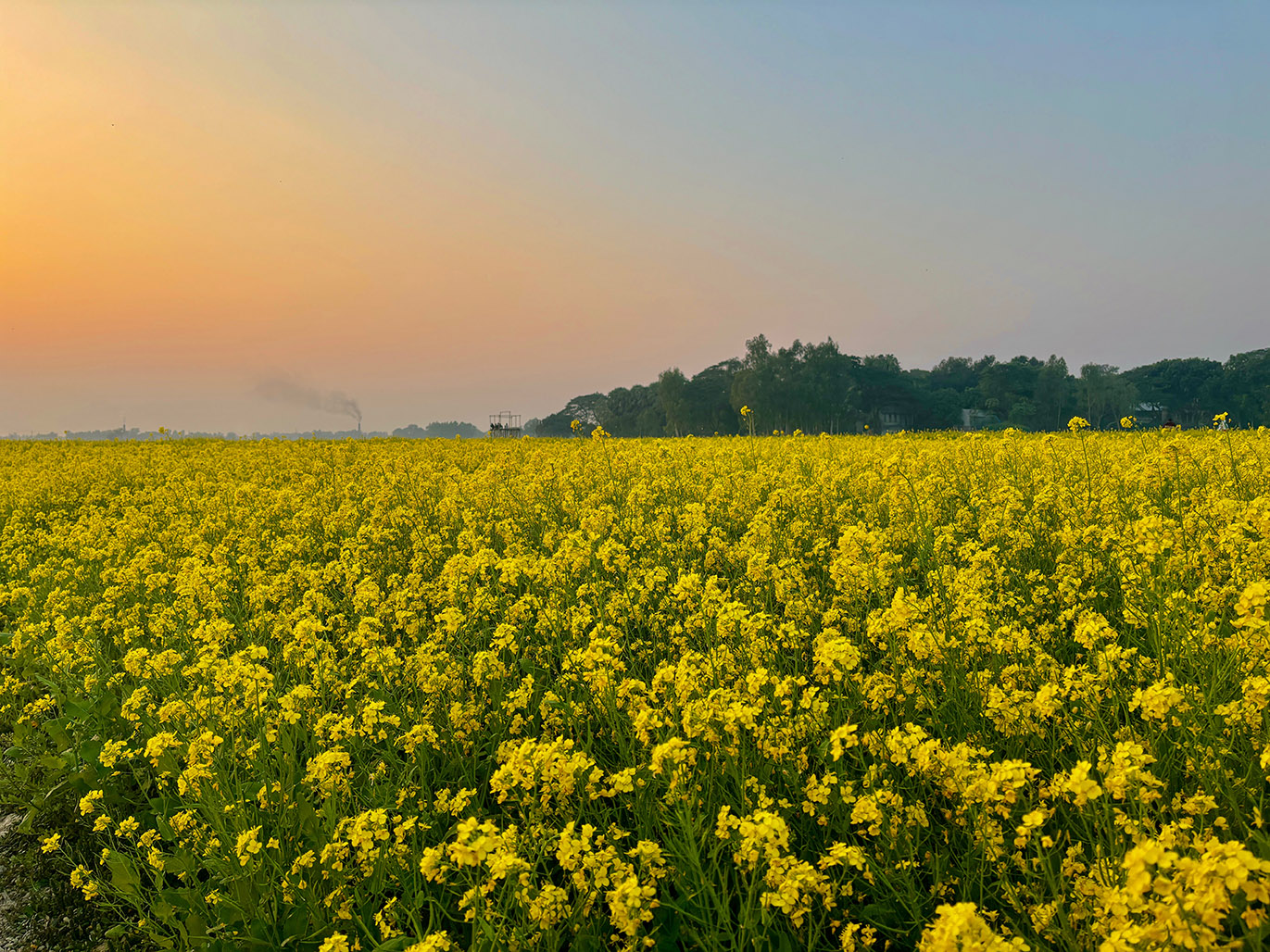 Chinese mustard