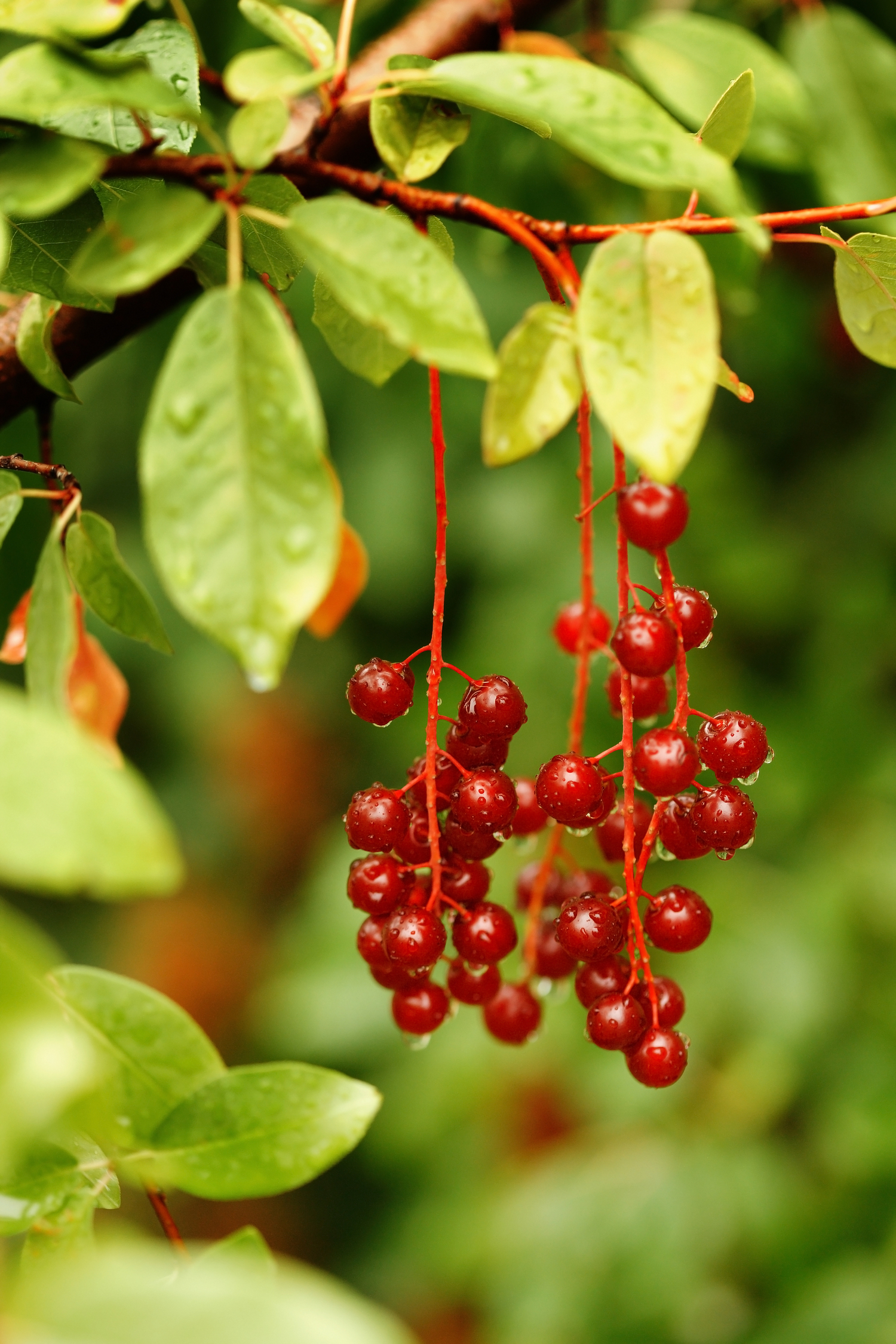 Chokecherry