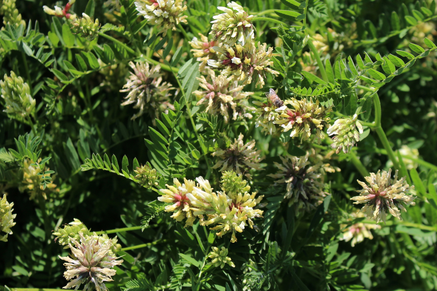 Cicer milkvetch