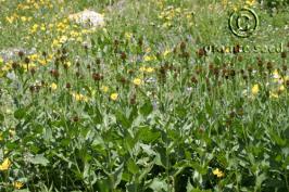 Clasping coneflower