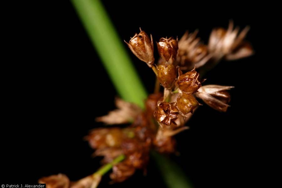 Common rush