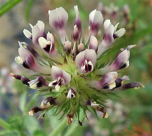 Creek Clover