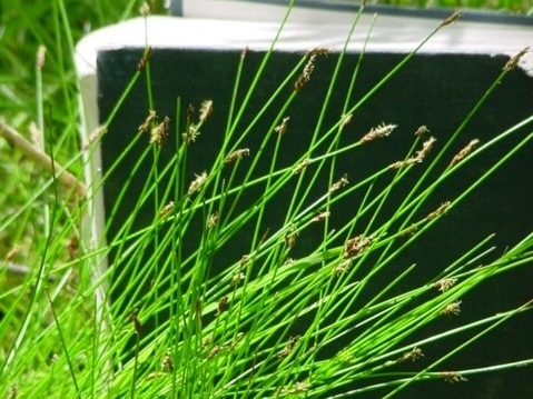 Creeping spikerush