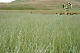 Creeping Wild Rye