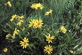 Cutleaf balsamroot