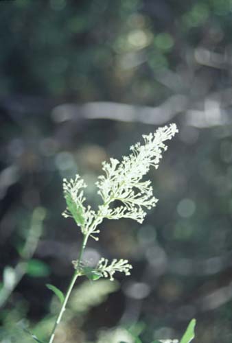 Deer brush ( or Mountain lilac)
