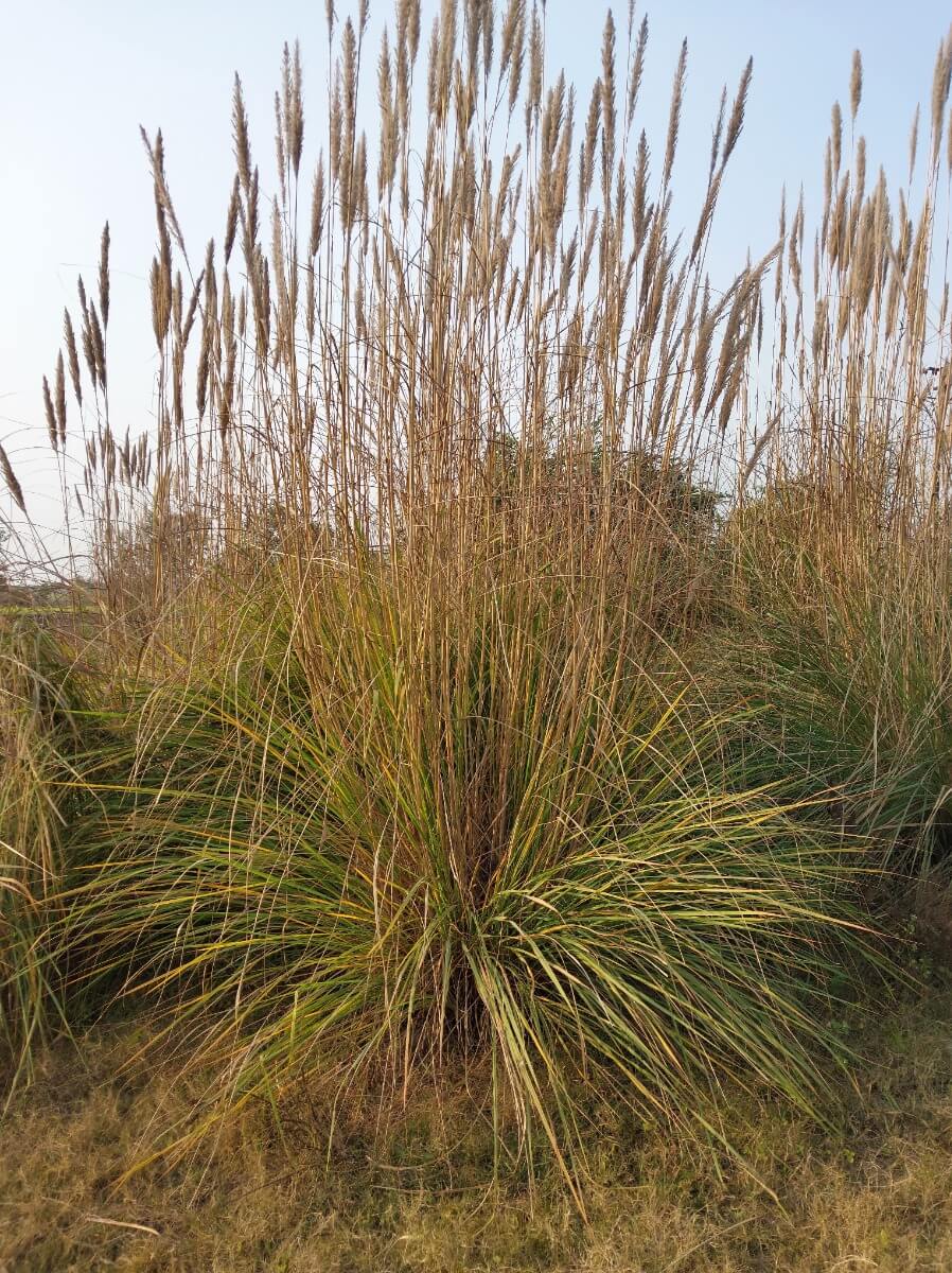 Deergrass